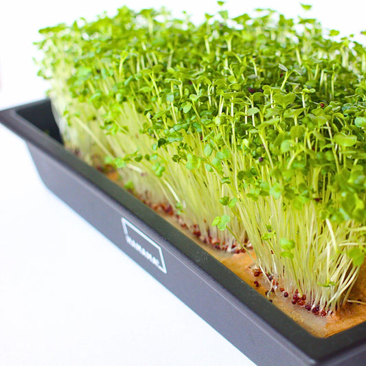 Turnip Microgreen Seeds (20g)