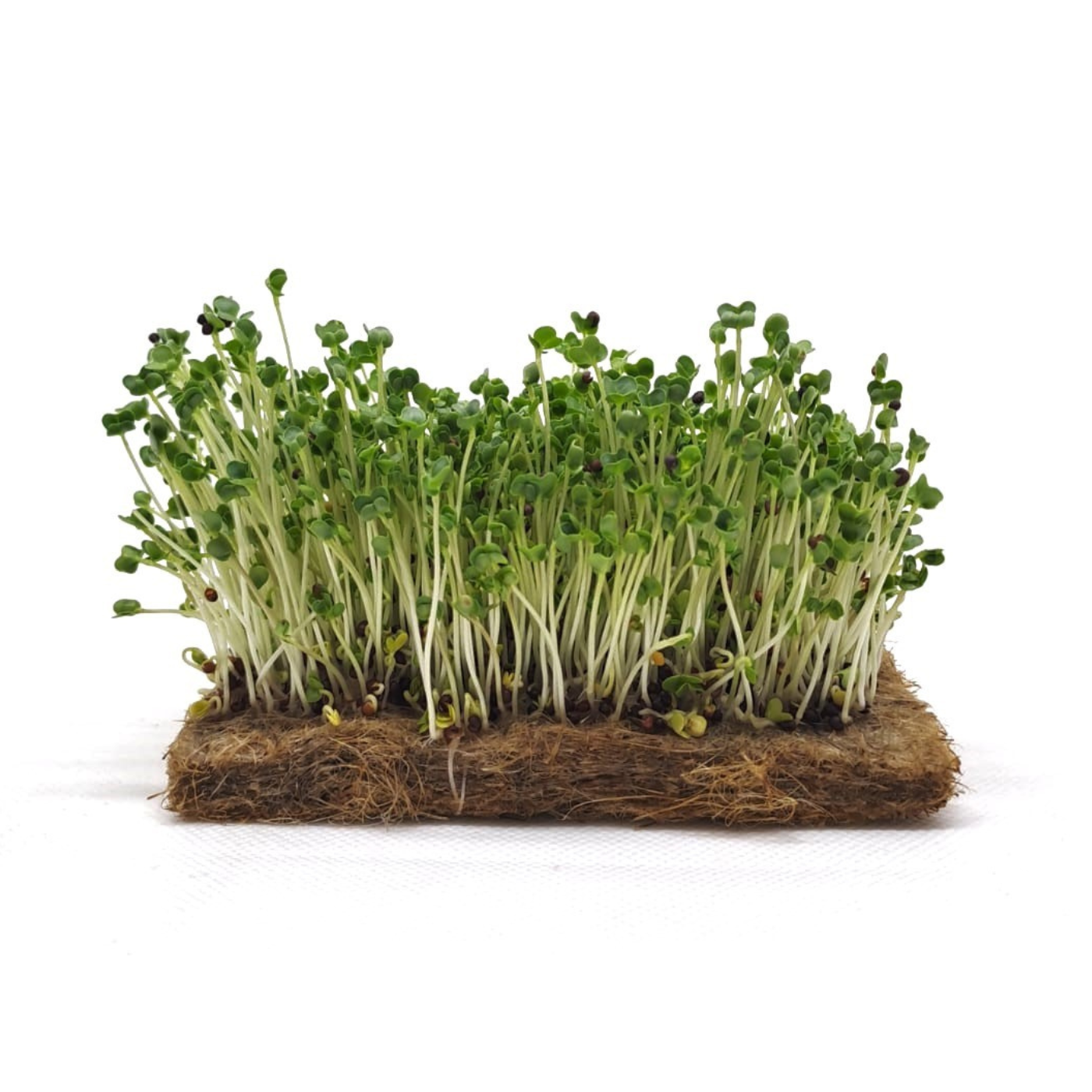 Turnip Microgreen Seeds (20g)