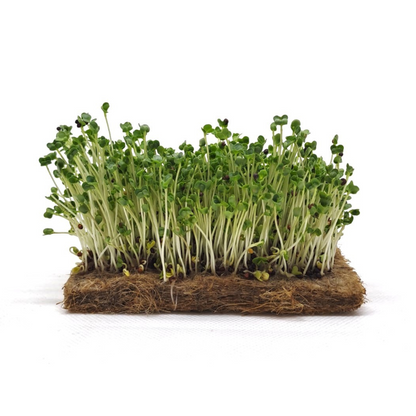 Turnip Microgreen Seeds (20g)