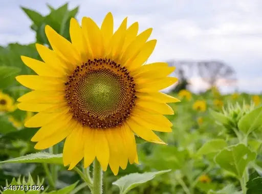 Sunflower Tall Yellow Seeds – 20 Seeds