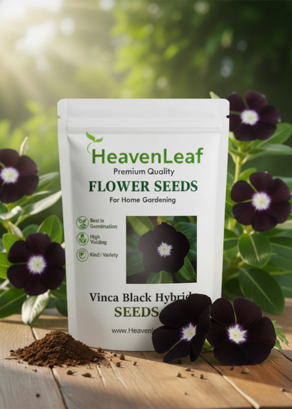 Vinca Black Hybrid Seeds ( Periwinkle) | Flower Seeds(10-15seeds)