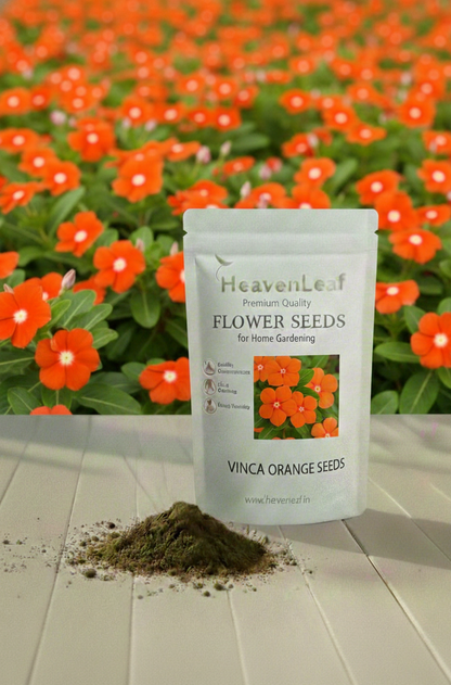 Vinca Orange Seeds - 10-15 Seeds (Periwinkle/ Sadabahar/सदाबहार के बीज)
