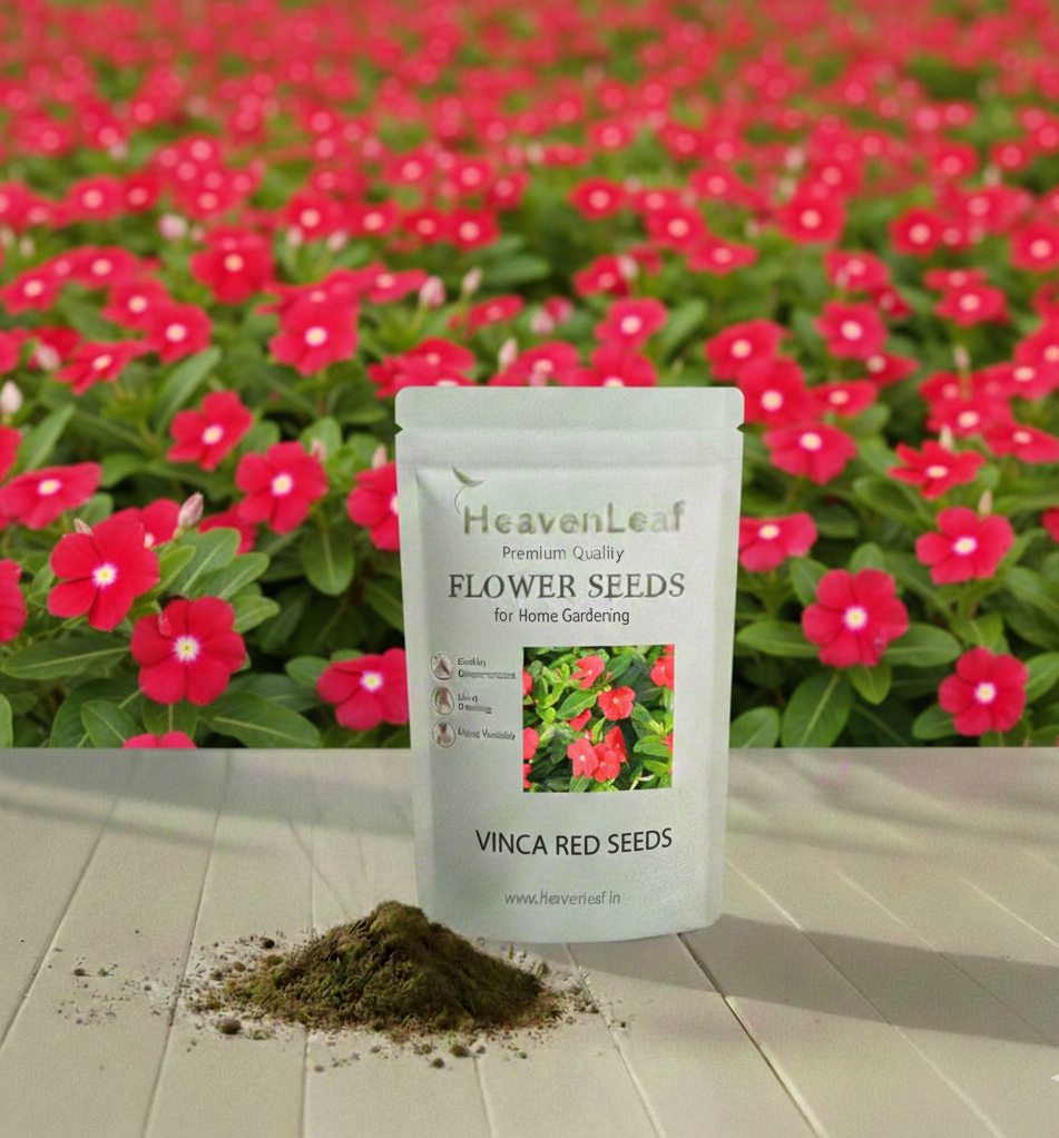 Vinca Red Seeds (Periwinkle/ Sadabahar/सदाबहार के बीज) (10-15 seeds)