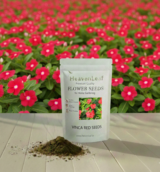 Vinca Red Seeds (Periwinkle/ Sadabahar/सदाबहार के बीज) (10-15 seeds)