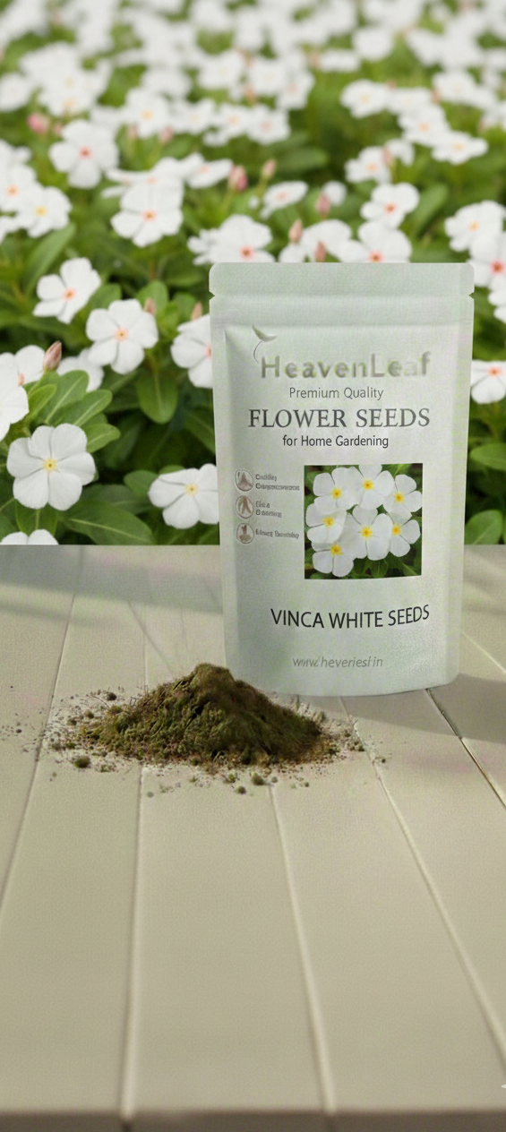 Vinca  White Seeds - 10-15 Seeds (Periwinkle/ Sadabahar/सदाबहार के बीज)
