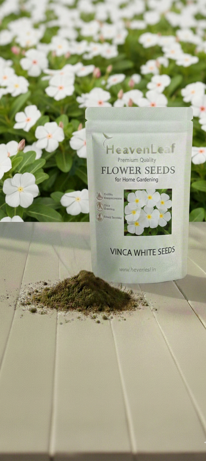 Vinca  White Seeds - 10-15 Seeds (Periwinkle/ Sadabahar/सदाबहार के बीज)