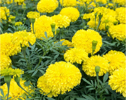 Marigold yellow Flower Seeds (गेंदा)(80-90seeds)