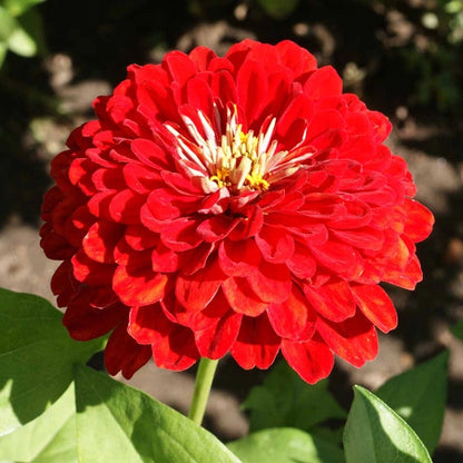 Zinnia Red Flower Seeds (100 Seeds)