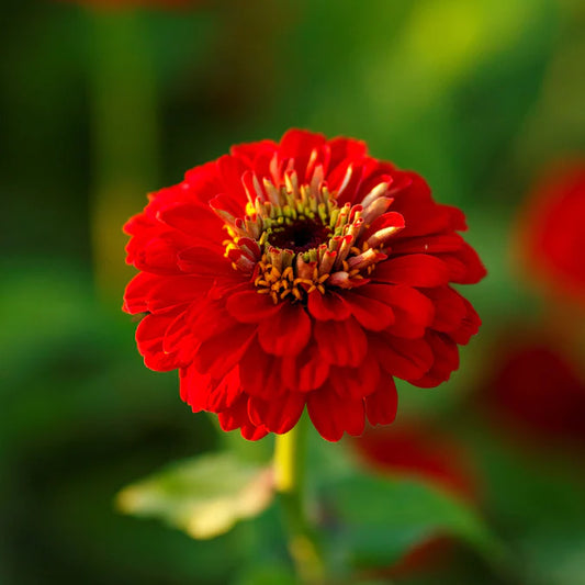 Zinnia Red Flower Seeds (100 Seeds)