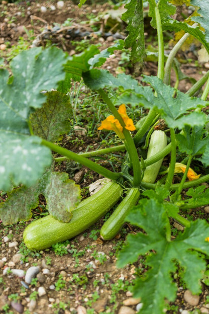 Green Cucumber Seeds Long (हरी खीरा) | Vegetable Seeds(30-35 seeds)